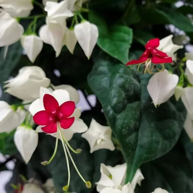 Bleeding Heart Vine Live Plant - Red & White Clerodendrum - Perennial - Image 7