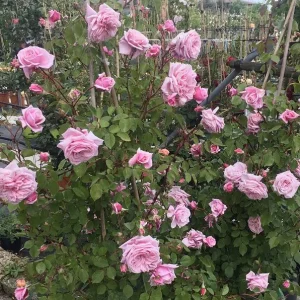 Blossomtime Climbing Rose Live Plant - Pink Flowers, Fragrant, 5-7 Inch Tall Starter - Image 2
