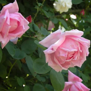 Blossomtime Climbing Rose Live Plant - Pink Flowers, Fragrant, 5-7 Inch Tall Starter - Image 3