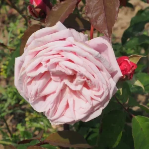 Blossomtime Climbing Rose Live Plant - Pink Flowers, Fragrant, 5-7 Inch Tall Starter - Image 4