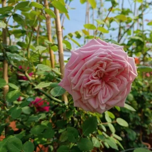 Blossomtime Climbing Rose Live Plant - Pink Flowers, Fragrant, 5-7 Inch Tall Starter - Image 6