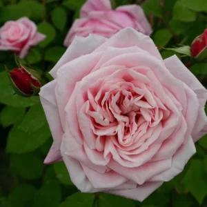 Blossomtime Climbing Rose Live Plant - Pink Flowers, Fragrant, 5-7 Inch Tall Starter - Image 7