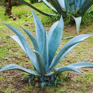 Blue Agave Live Plant – 1.5-2 Ft Tall Succulent – 3 Gallon Pot – Outdoor - Image 3