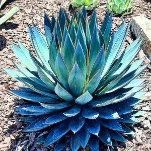 Blue Agave Live Plant 6-8 Inches in Pot – Drought Tolerant Succulent - Image 2