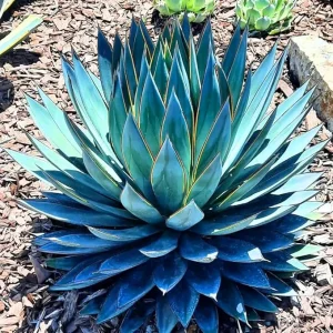 Blue Agave Live Plant 6-8 Inches in Pot – Drought Tolerant Succulent - Image 7