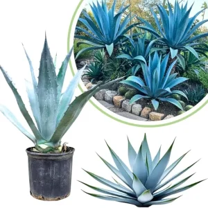Blue Agave Live Plant, Hardy Succulent, 1 Gallon Pot, 1 Foot Tall, Outdoor - Image 7
