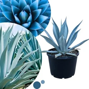 Blue Agave Live Plant – Hardy Succulent – 1.5-2 ft Tall – 3 Gallon Nursery Pot – Outdoor - Image 7