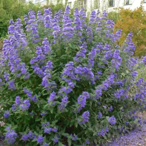 Blue Bluebeard Live Plant - Caryopteris in 2.5 Inch Pot, Outdoor Shrub - Image 2