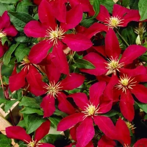 Blue Clematis Double Flower Vine Live Plant, 4-6 Inch Tall, 2.5 Inch Pot, Outdoor Perennial - Image 6