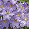Blue Clematis Double Flower Vine Live Plant, 4-6 Inch Tall, 2.5 Inch Pot, Outdoor Perennial - Image 1