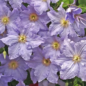 Blue Clematis Double Flower Vine Live Plant, 4-6 Inch Tall, 2.5 Inch Pot, Outdoor Perennial - Image 1