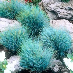 Blue Fescue Grass Live Ornamental Plant – Perennial Garden 5-10 Inch Tall - Image 6