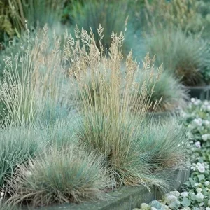 Blue Fescue Grass Live Plant - 2 Pots, 4-7 Inches, Hardy Ornamental Outdoor - Image 2