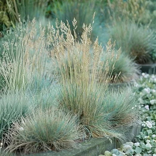 Blue Fescue Grass Live Plant - 2 Pots, 4-7 Inches, Hardy Ornamental Outdoor - Image 2