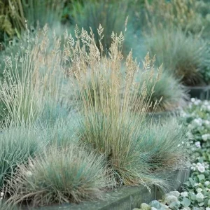 Blue Fescue Grass Live Plant - 2 Pots, 4-7 Inches, Hardy Ornamental Outdoor - Image 6