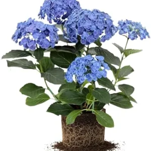Blue Hydrangea Live Plant – Well-Rooted, Dormant, 5-7 Inch Tall – Blue Flowers – Outdoor Shrub - Image 5