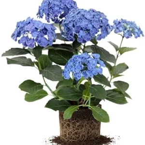 Blue Hydrangea Live Plant – Well-Rooted, Dormant, 5-7 Inch Tall – Blue Flowers – Outdoor Shrub - Image 1