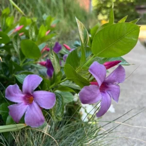 Blue Mandevilla Vine Live Plant - Tropical Brazilian Jasmine, 5-9 Inch Tall - Image 3