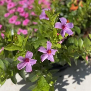 Blue Mandevilla Vine Live Plant - Tropical Brazilian Jasmine, 5-9 Inch Tall - Image 4