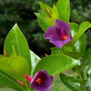 Blue Mandevilla Vine Live Plant - Tropical Brazilian Jasmine, 5-9 Inch Tall - Image 6