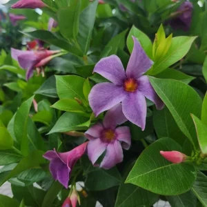 Blue Mandevilla Vine Live Plant - Tropical Brazilian Jasmine, 5-9 Inch Tall - Image 1