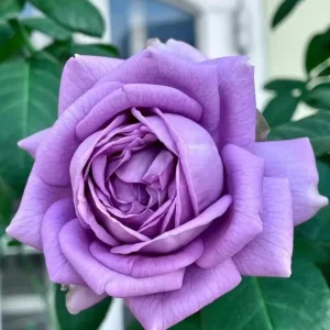 Blue Rose Live Plant - Hybrid Tea Shrub, Fragrant, 5-8