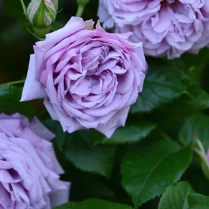 Blue Rose Live Plant - Hybrid Tea Shrub, Fragrant, 5-8" Tall - Image 2