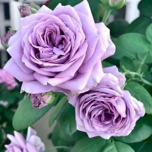 Blue Rose Live Plant - Hybrid Tea Shrub, Fragrant, 5-8