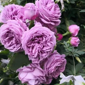 Blue Rose Live Plant - Hybrid Tea Shrub, Fragrant, 5-8