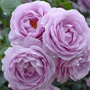 Blue Rose Live Plant - Hybrid Tea Shrub, Fragrant, 5-8