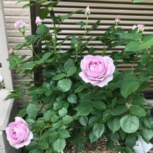 Blue Rose Live Plant - Hybrid Tea Shrub, Fragrant, 5-8