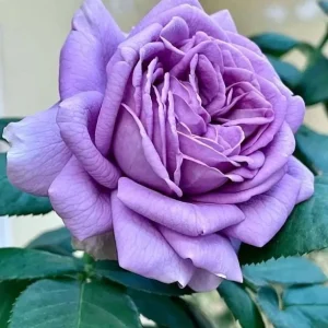 Blue Rose Live Plant - Hybrid Tea Shrub, Fragrant, 5-8