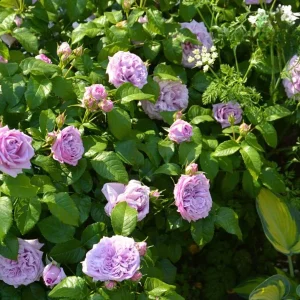 Blue Rose Live Plant - Hybrid Tea Shrub, Fragrant, 5-8" Tall - Image 1