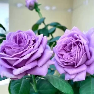 Blue Rose Live Plant - Hybrid Tea Shrub, Fragrant, 5-8