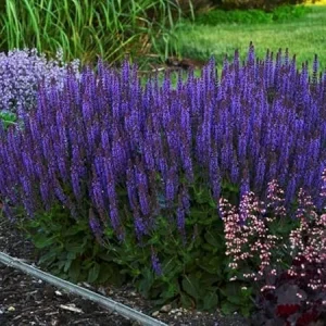Blue Sage Salvia Live Plants - 3 Pack, 4-8" Tall, Blue-Purple Flowers, Outdoor Shrub - Image 1