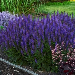 Blue Sage Salvia Live Plants - 3 Pack, 4-8" Tall, Blue-Purple Flowers, Outdoor Shrub - Image 2