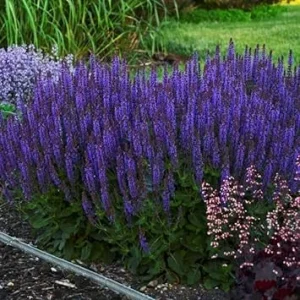Blue Sage Salvia Live Plants - 3 Pack, 4-8