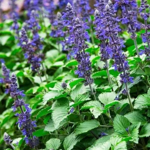 Blue Salvia Live Plant – Fragrant Blue Sage Starter Plant – 4-8 Inch Tall - Image 10
