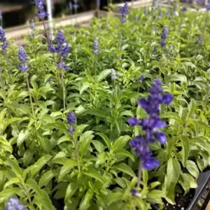 Blue Salvia Live Plant – Fragrant Blue Sage Starter Plant – 4-8 Inch Tall - Image 5