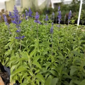 Blue Salvia Live Plant – Fragrant Blue Sage Starter Plant – 4-8 Inch Tall - Image 6