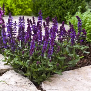 Blue Salvia Live Plant – Fragrant Blue Sage Starter Plant – 4-8 Inch Tall - Image 8