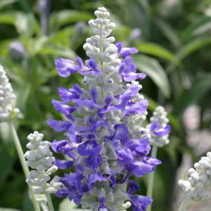 Blue Salvia Live Plants - Set of 2 Fragrant Blue Sage Flowers, 4-8 Inch Tall Starter Plants - Image 2
