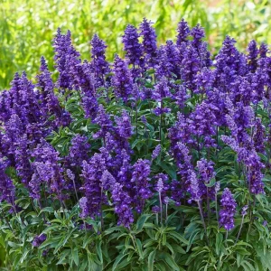 Blue Salvia Live Plants - Set of 2 Fragrant Blue Sage Flowers, 4-8 Inch Tall Starter Plants - Image 1