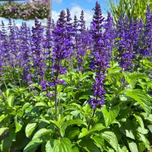 Blue Salvia Live Plants - Set of 2 Fragrant Blue Sage Flowers, 4-8 Inch Tall Starter Plants - Image 3