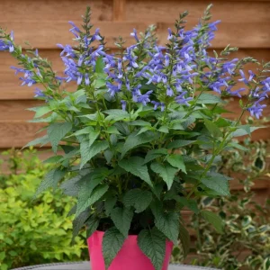Blue Salvia Live Plants - Set of 2 Fragrant Blue Sage Flowers, 4-8 Inch Tall Starter Plants - Image 4