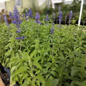 Blue Salvia Live Plants - Set of 2 Fragrant Blue Sage Flowers, 4-8 Inch Tall Starter Plants - Image 6