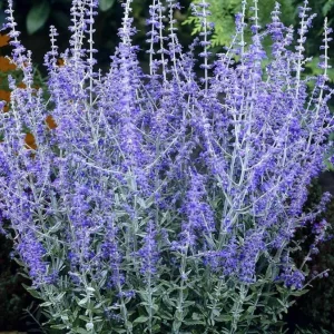 Blue Salvia Live Plants - Set of 2 Fragrant Blue Sage Flowers, 4-8 Inch Tall Starter Plants - Image 7