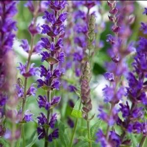 Blue Salvia Live Plants - Set of 2 Fragrant Blue Sage Flowers, 4-8 Inch Tall Starter Plants - Image 9