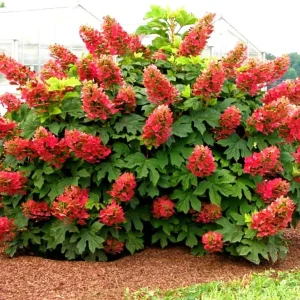 Blue to Pink Hydrangea Bush Live Plant, Shrub Tree, 4-9 Inches Tall, Dormant - Image 4