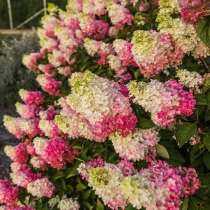 Blue to Pink Hydrangea Bush Live Plant, Shrub Tree, 4-9 Inches Tall, Dormant - Image 7